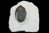 Mrakibina Trilobite - Mrakib, Morocco #175053-2
